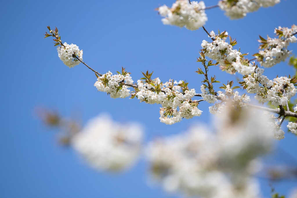 Die Blüten von einem Apfelbaum blühen an einem Zweig. Der Frühling ist bisher viel zu trocken. Und das Wetter wird kaum nasser.