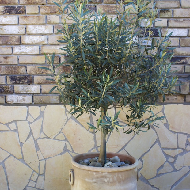 Für einen mediterranen Balkon Mit DIESEN Tipps pflegen Sie Ihr