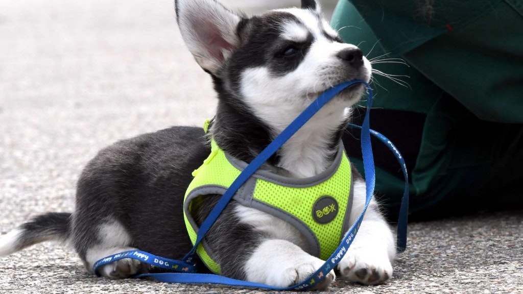 Sieht süß aus, braucht aber ganz viel Zeit: Husky-Welpe Kouki.