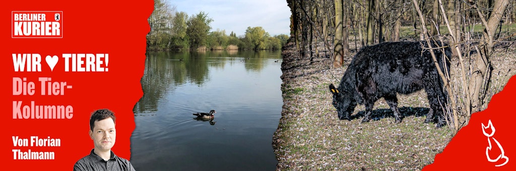 Am Biesdorfer Baggersee kann man Wasservögel sehen (links) - und im Naturschutzgebiet Karower Teiche gibt es Weiderinder zu bestaunen.
