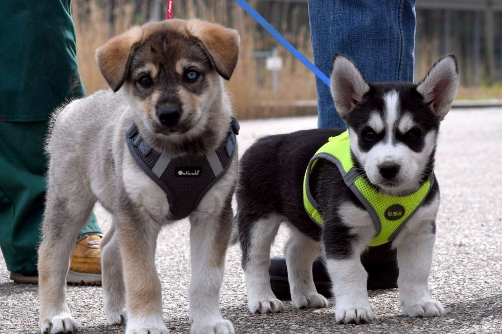Piefke und Kouki sind nur zwei der fünf Husky-Welpen, die ein neues Zuhause suchen. Wer sie adoptieren will, muss aber einige Anforderungen erfüllen.