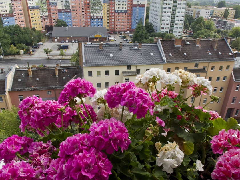Geranien richtig gießen, düngen und pflegen Mit einem einfachen