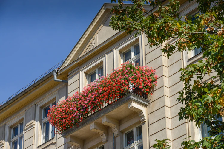 Geranien richtig gießen, düngen und pflegen Mit einem einfachen