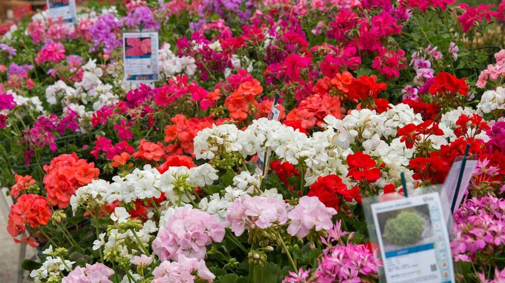 Geranien brauchen für einen guten Start hochwertige Blumenerde.