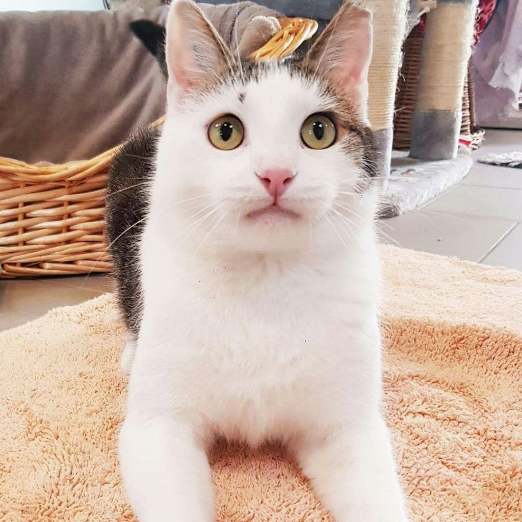 Pablo ist noch etwas schüchtern, wartet im Tierheim Berlin auf ein neues Zuhause.