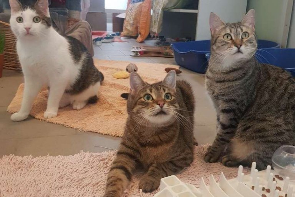 Die drei Tierheim-Katzen Arr, Pablo und Minnie Maus suchen momentan ein neues Zuhause.