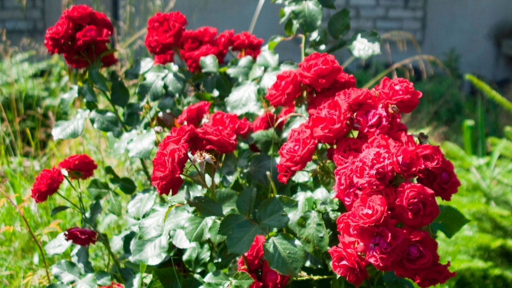 Für eine prächtige Blüte müssen Rosen optimal gepflegt werden. Dann kann man sie für einen Blumenstrauß auch aus dem Garten ernten.