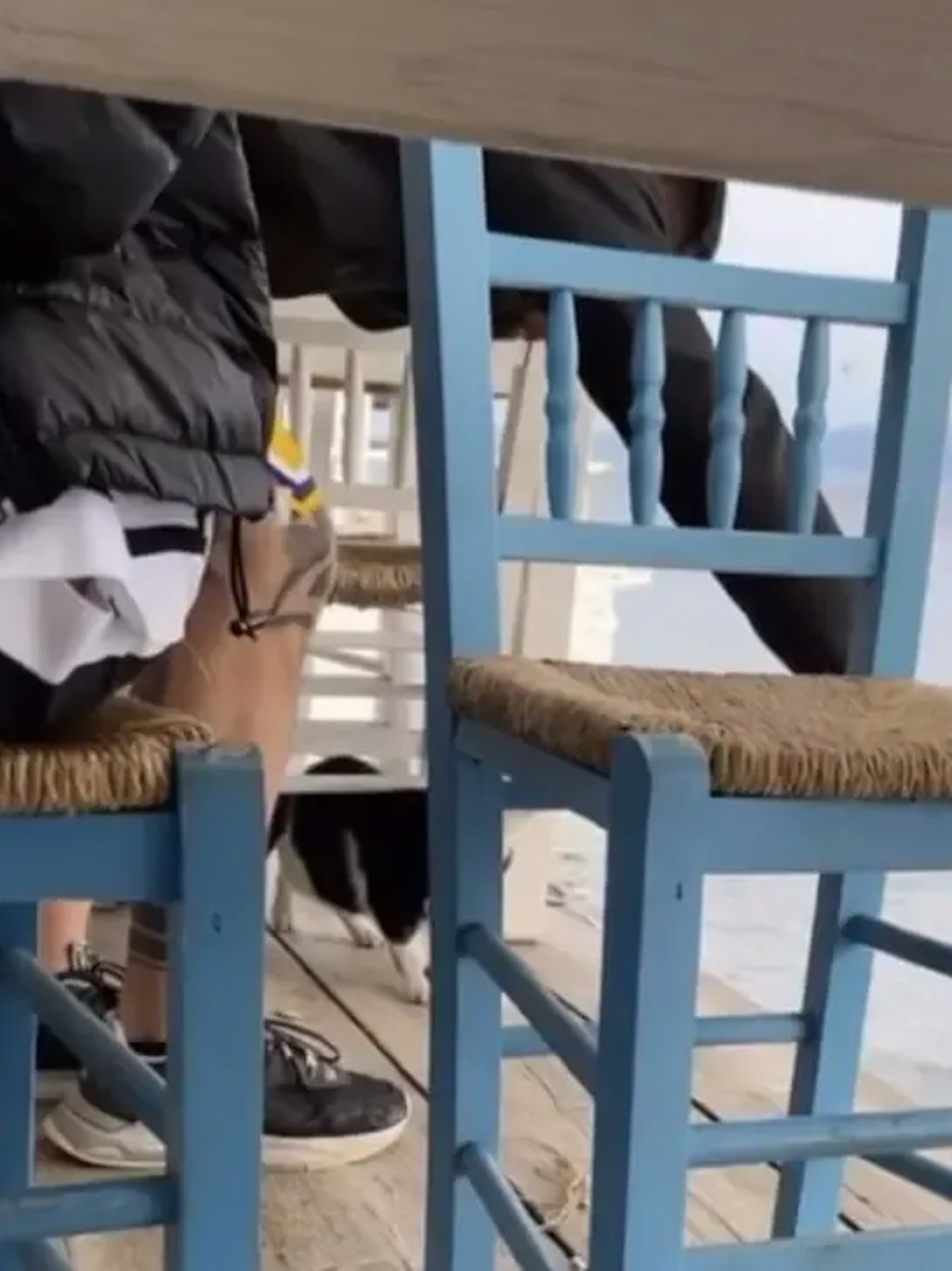 Die griechische Polizei hat einen Mann festgenommen, der angeblich eine Katze ins Meer getreten haben soll.