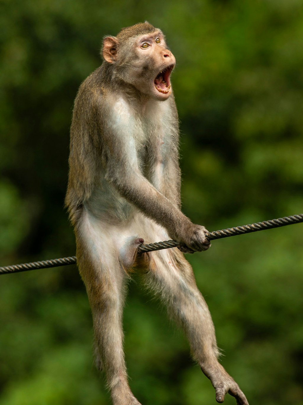 Autsch! Der Affe ist eigentlich aggressiv, aber das Bild sieht extrem schmerzhaft aus.