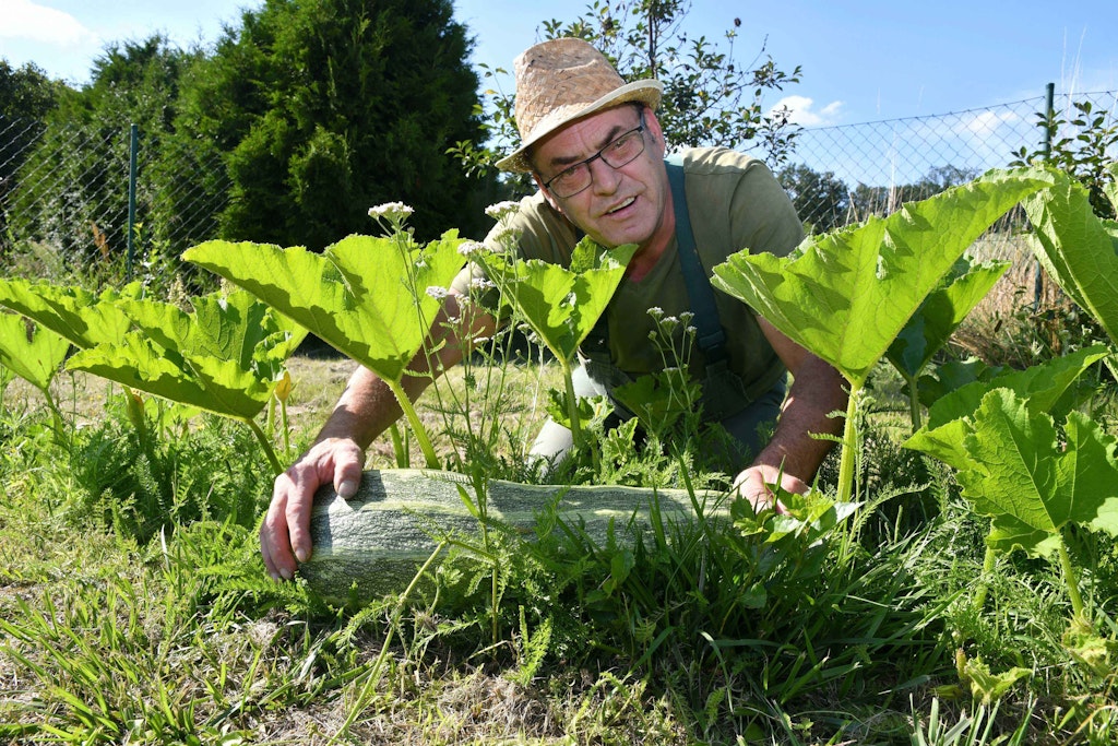 Auch Zucchini-Pflanzen können jetzt in den Boden.