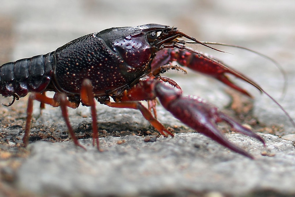 Ein Roter Amerikanischer Sumpfkrebs krabbelt durch den Berliner Tiergarten.
