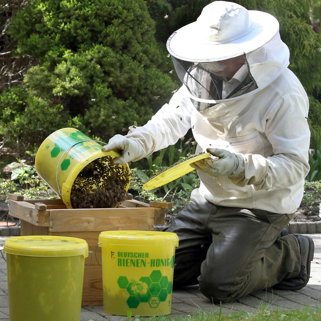 Ein Imker füllt einen Schwarm Bienen in eine sogenannte Schwarmkiste um, nachdem er den Schwarm zuvor von einem Baum „abgepflückt“ hat.