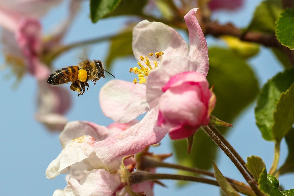 Ohne Bienen kein Obst: Die Nutztiere bestäuben die Blüten, damit dann wie hier bald Äpfel wachsen.