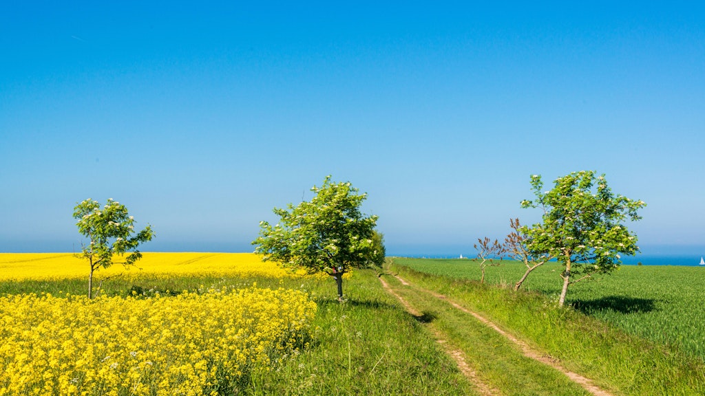 Diese Idylle verlockt zu einem Spaziergang. Aber nicht für Allergiker. Denn hier treffen zwei Arten von Pollen aufeinander: Raps- und Gräserpollen.