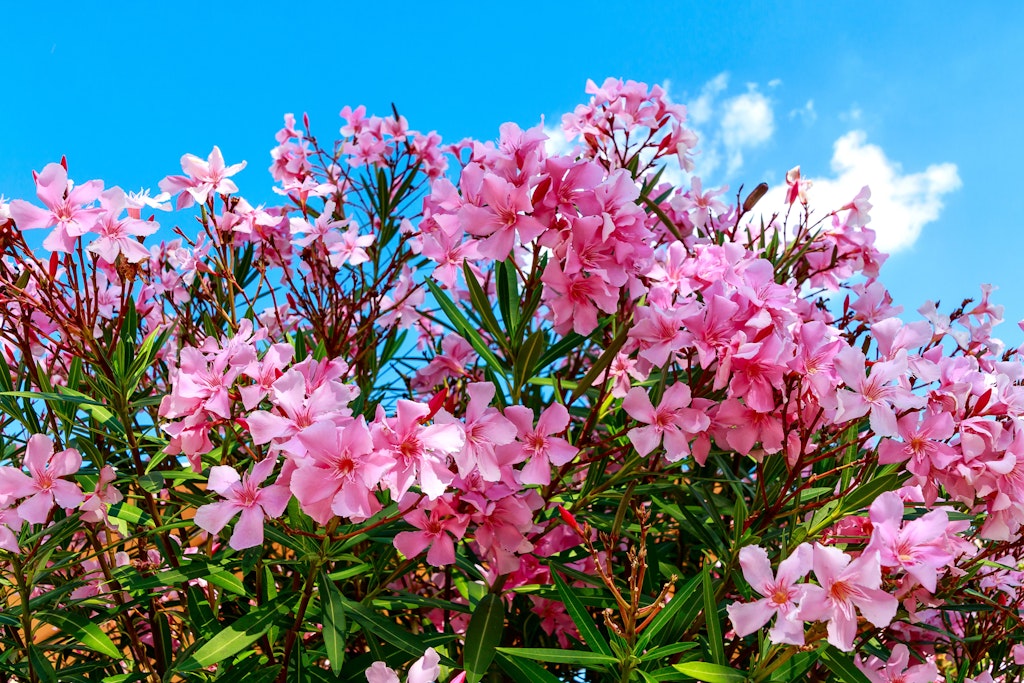 Oleander ist eigentlich recht pflegeleicht, ein paar Tipps sollte man aber beherzigen.
