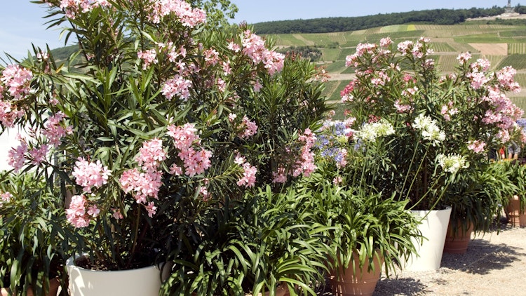 Oleander gießen, düngen, schneiden Ein einfaches Hausmittel ist der