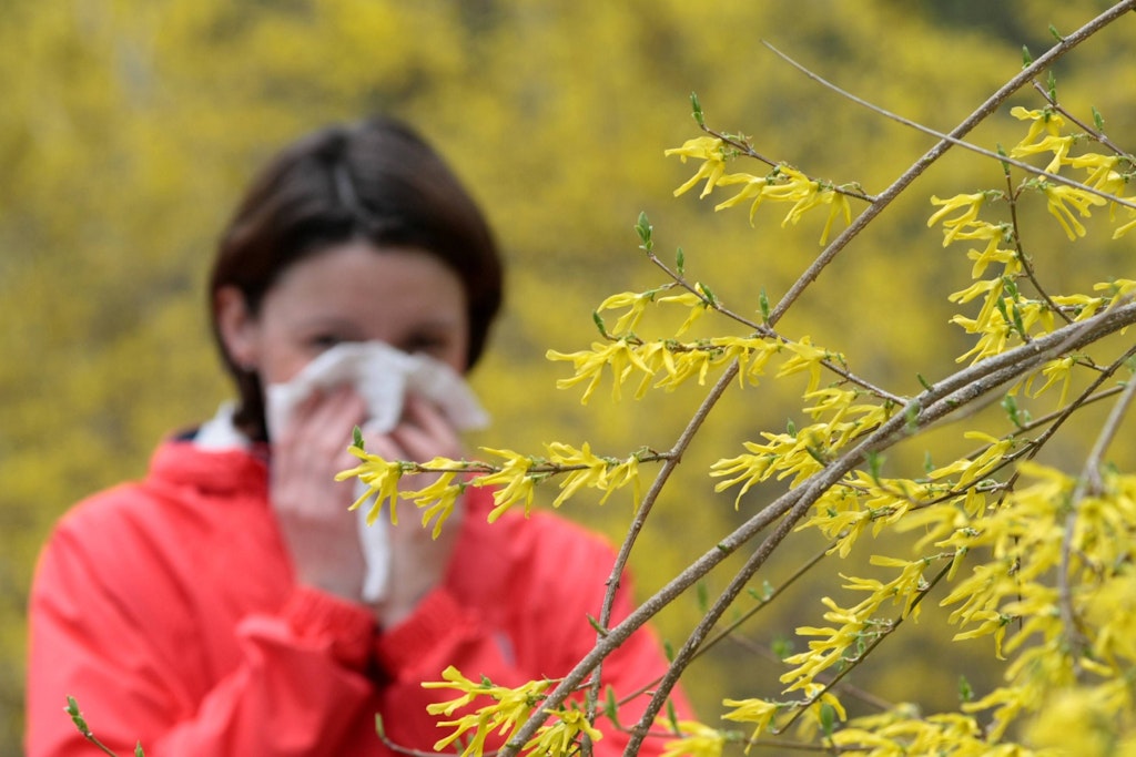 Pollenallergiker haben es in diesem Jahr besonders schwer: Die Trockenheit sorgt für mehr Pollen in der Luft.