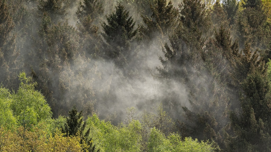 Wolken von Pollen wehen durch ein Waldstück.