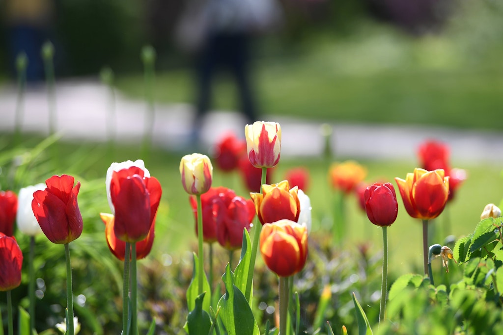 Tulpen im Britzer Garten.