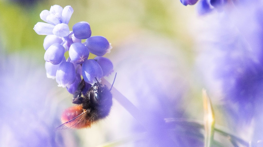 Eine Wildbiene sitzt auf einer Traubenhyazinthe. Die kleinen Bienen führen oft ein Leben im Verborgenen.