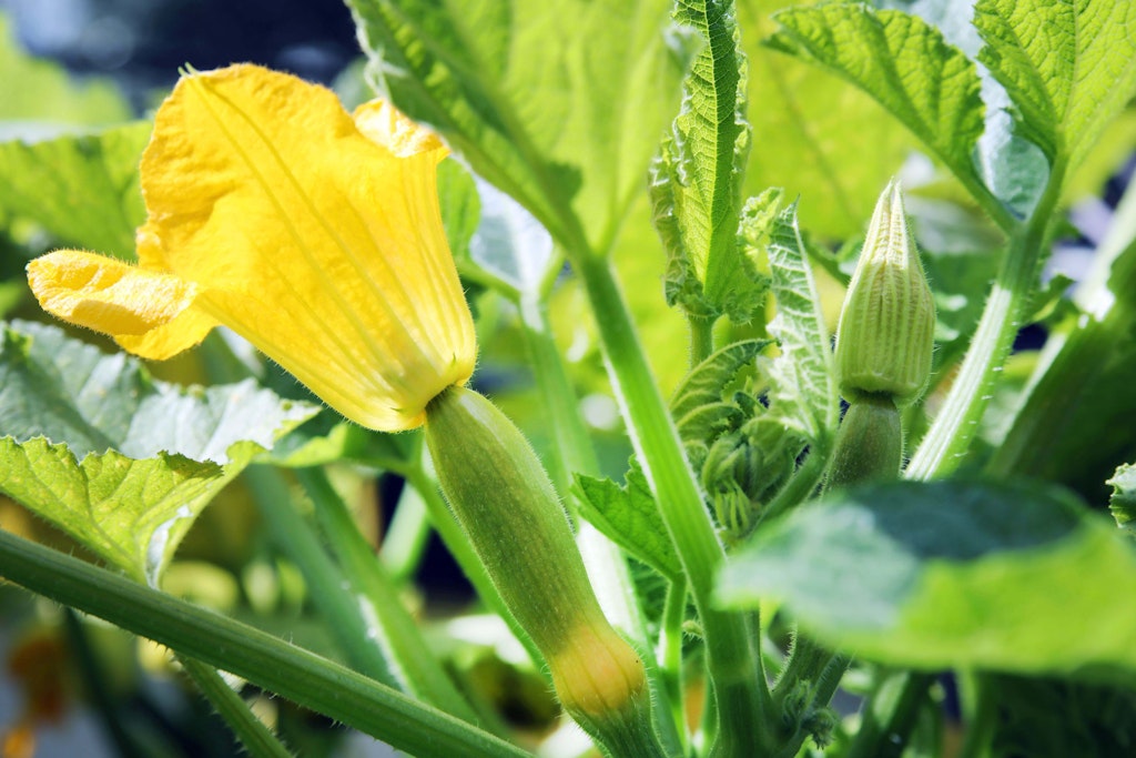 Zucchini haben wunderschöne gelbe Blüten, die auch essbar sind.