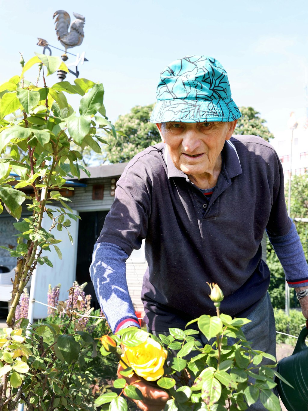 Bei Josef Braun (92) duften die Rosen als gäbe es kein Morgen.