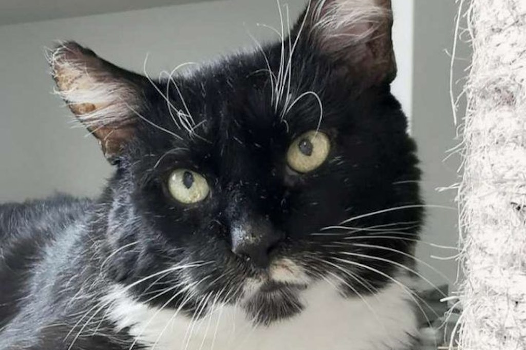 Wer gibt dem süßen Kater Cheddar ein neues Zuhause? Im Tierheim wartet der Stubentiger auf neue Besitzer.