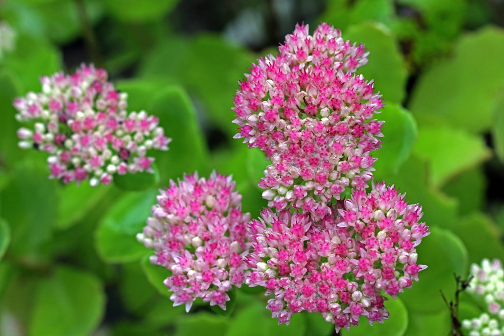 Die Blüten der Fetthenne setzen tolle Akzente im Garten. Die Pflege der Pflanze ist gar nicht aufwendig.