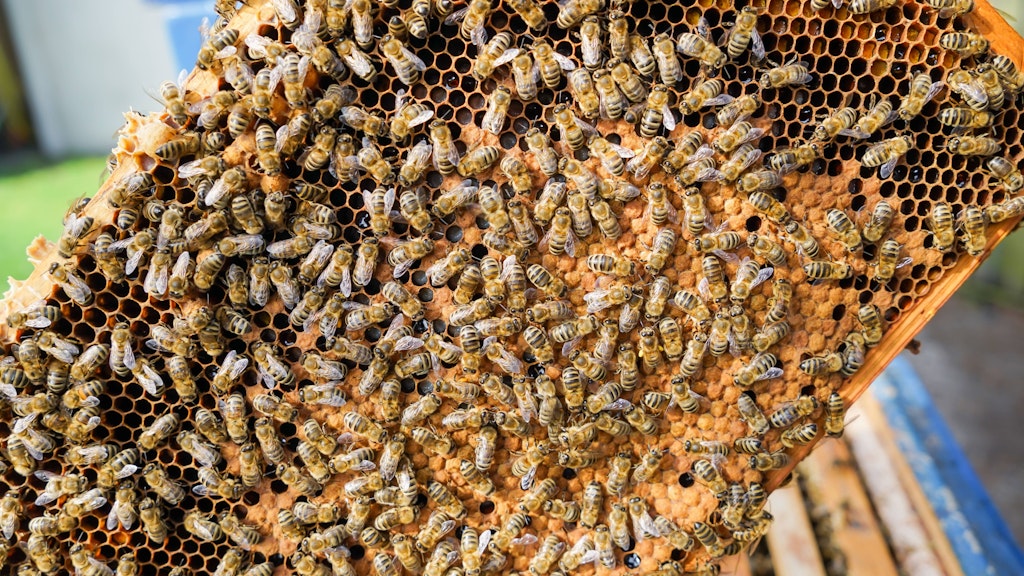 Ganze Bienenvölker können an der Amerikanischen Faulbrut zugrunde gehen.