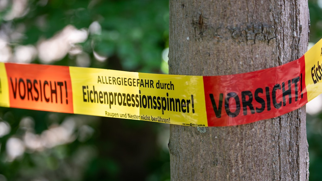 Ein Absperrband warnt vor dem Befall und der Allergiegefahr durch den Eichenprozessionsspinner an einem Baum.