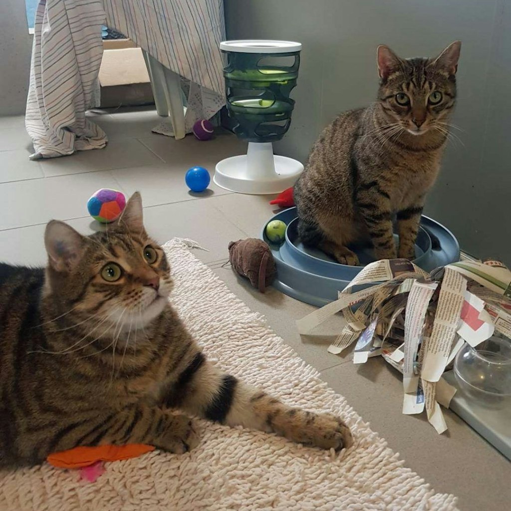 Timon und Pumba warten im Berliner Tierheim momentan auf ein neues Zuhause.