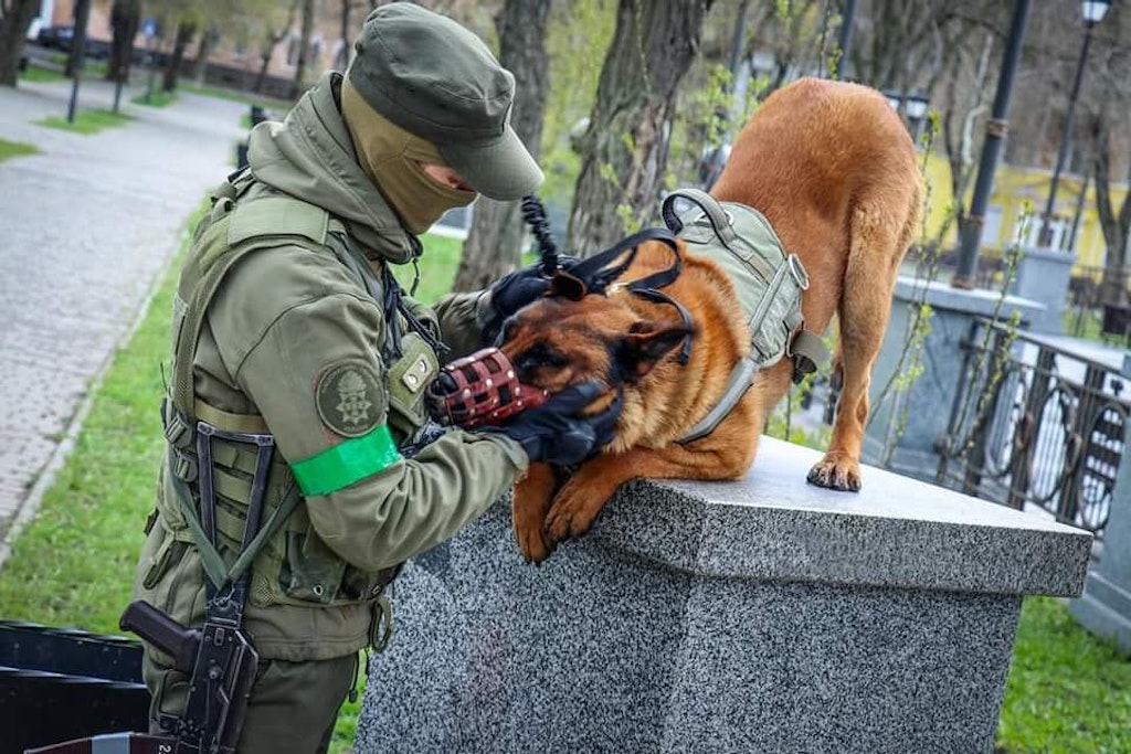 Der russische Kriegshund Max hat die Seiten gewechselt, er erschnüffelt jetzt für die Ukraine Blindgänger.