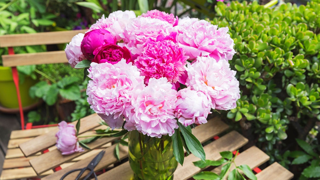 Pfingstrosen überzeugen durch ihre atemberaubende Blüte.