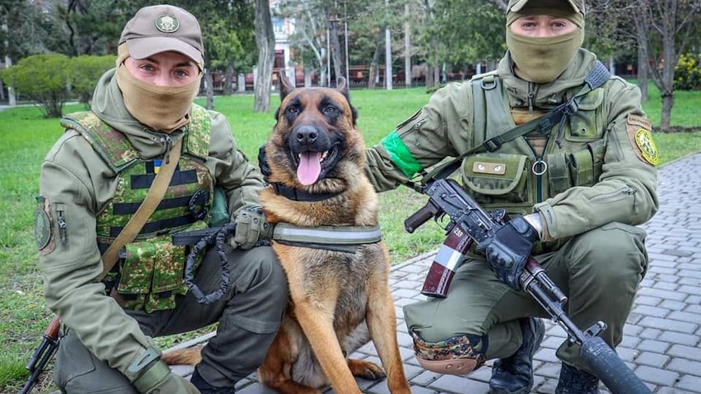 Kriegshund Max ist von russischen Soldaten zurückgelassen worden und dient nun für die Ukraine.