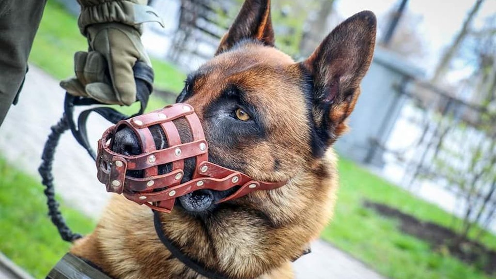 Kriegshund Max wurde von russischen Soldaten ausgesetzt und war schon fast verhungert.