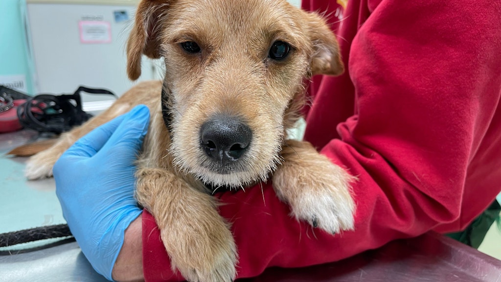 Armer, kleiner Benno! Der süße Hund landete im Tierheim Berlin, weil der Besitzer die Behandlungskosten beim Tierarzt nicht aufbringen konnte.