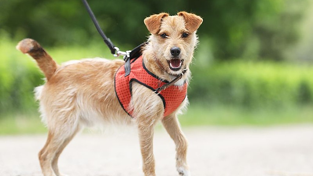 Inzwischen wurde Benno aufgepäppelt, es geht ihm besser. Nun sucht das Tierheim Berlin für den Hund ein neues Zuhause.