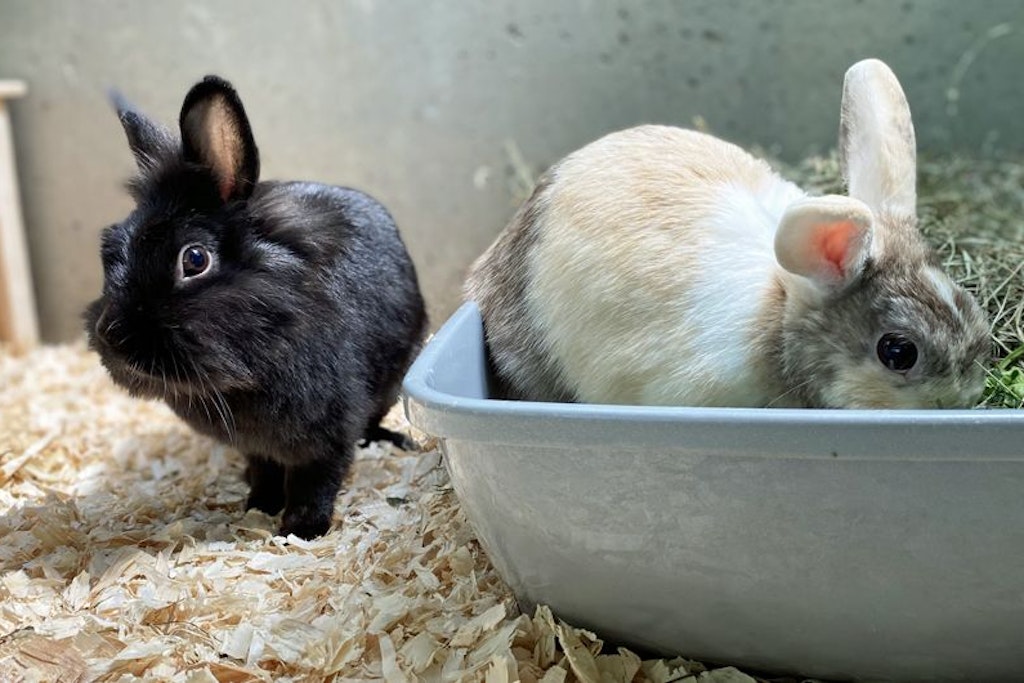 Priscilla und Annemarie wurden auf einem Müllplatz in Hellersdorf ausgesetzt. Nun suchen sie ein neues Zuhause.
