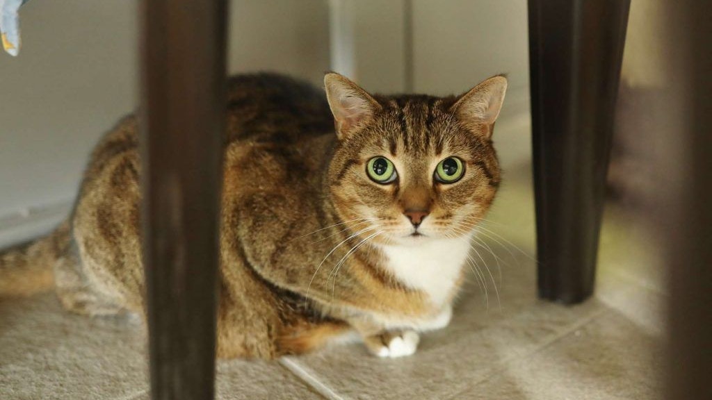 Im Tierheim verhalten sich die Katzen noch etwas schüchtern - hoffentlich finden sie bald ein neues Zuhause.
