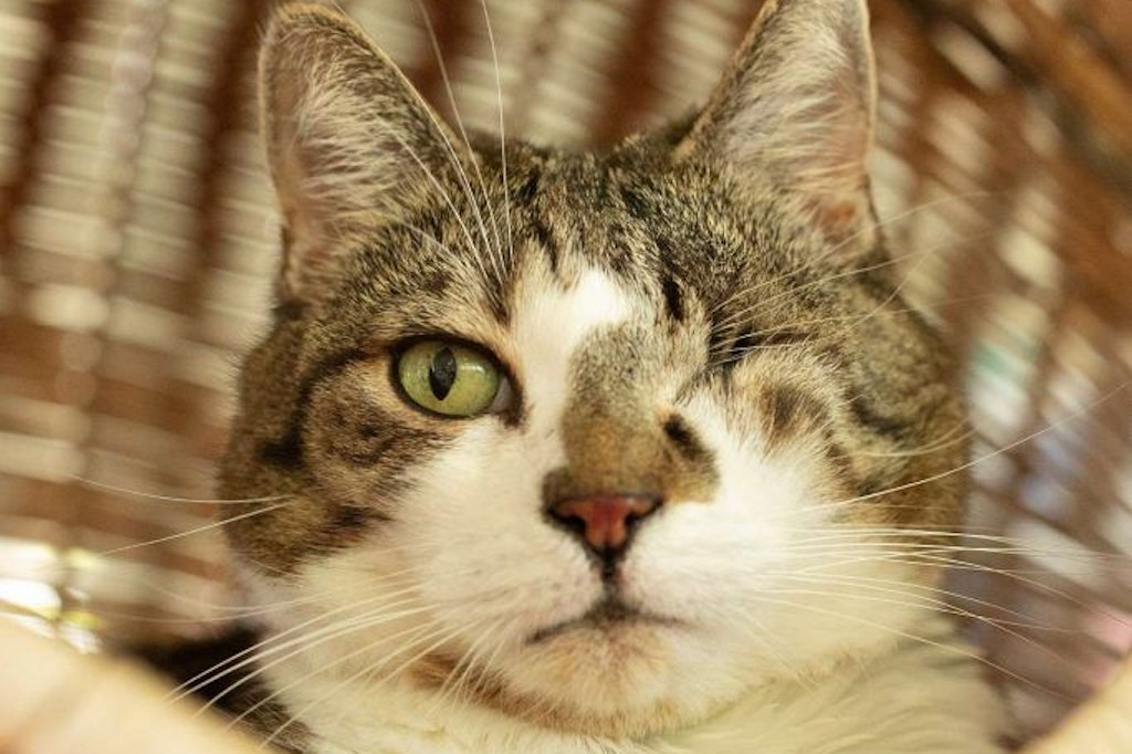 Katzen-Mama Lilly hat nur ein Auge, das andere verlor sie nach einer schweren Augenentzündung. Nun wartet sie mit ihren Kindern im Tierheim Berlin auf ein neues Zuhause.