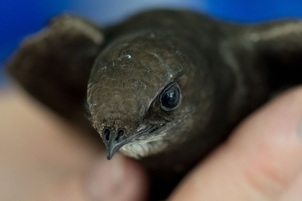 Ein Mauersegler: Die aerodynamische Form seines Körpers begünstigt hohe Fluggeschwindigkeiten. In der Vogelzählung kam er besonders oft vor.
