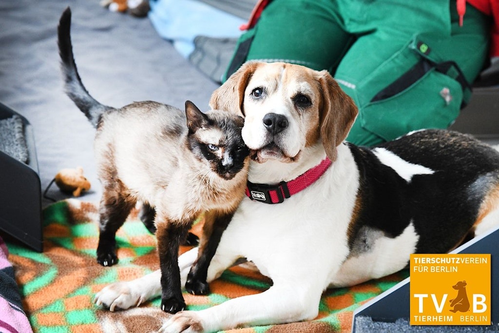 Luzie und Marley waren ihr Leben lang unzertrennlich. Das Tierheim Berlin veröffentlichte jetzt ihre traurige Geschichte.