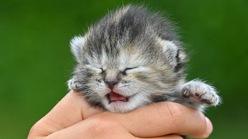 Ein Mädchen hält ein sieben Tage altes Kätzchen in ihrer Hand. Noch sind die Augen des Kätzchens geschlossen. Die unkontrollierte Vermehrung von wildlebenden Katzen in Berlin soll verhindert werden.