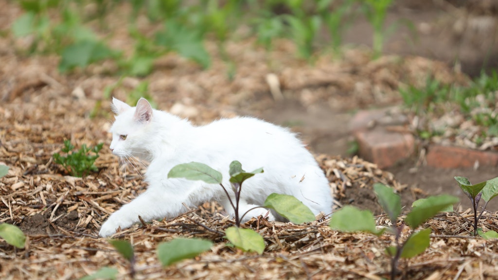 Herumstromern ja, Nachwuchs zeugen nein. Katzen müssen in Berlin kastriert und registriert sein, wenn sie nach draußen wollen.