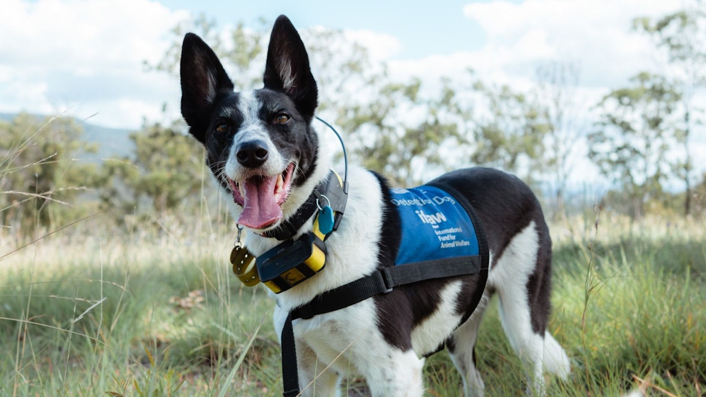 Spürhund Billie-Jean ist auf Koala-Kot spezialisiert.