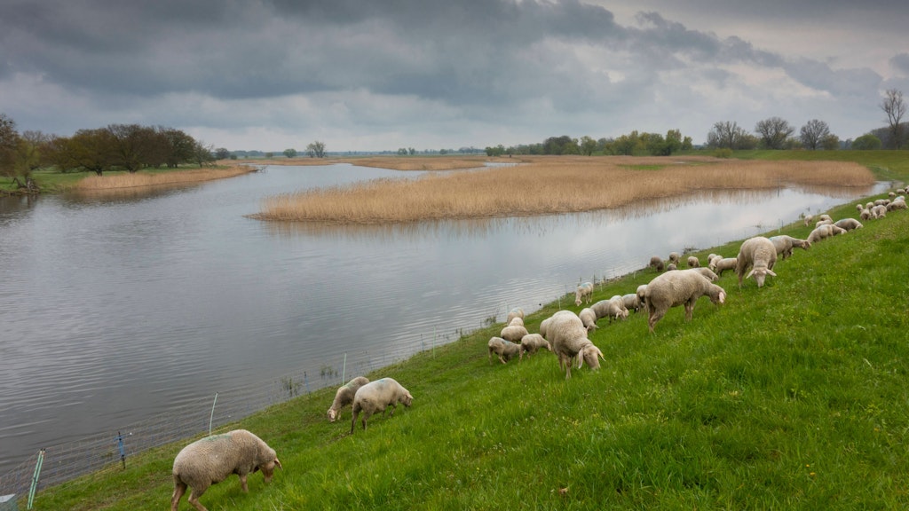 Schafe halten das Gras auf dem Schutzdeich an der Oder bei Groß Neuendorf Landkreis Märkisch-Oderland kurz.
