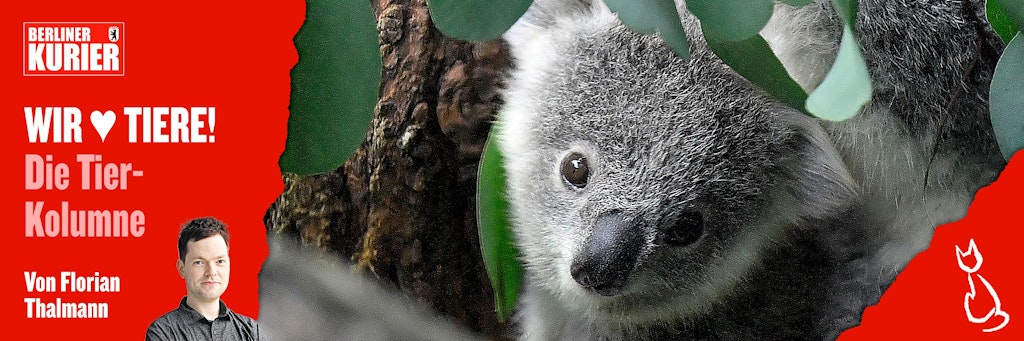 Putzig, aber gefährdet: Die verheerenden Brände in Australien haben den Koalas schwer zugesetzt.