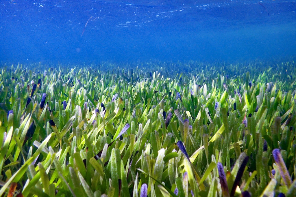 Der Seegrasteppich von Posidonia australis in der Shark Bay in Westaustralien.