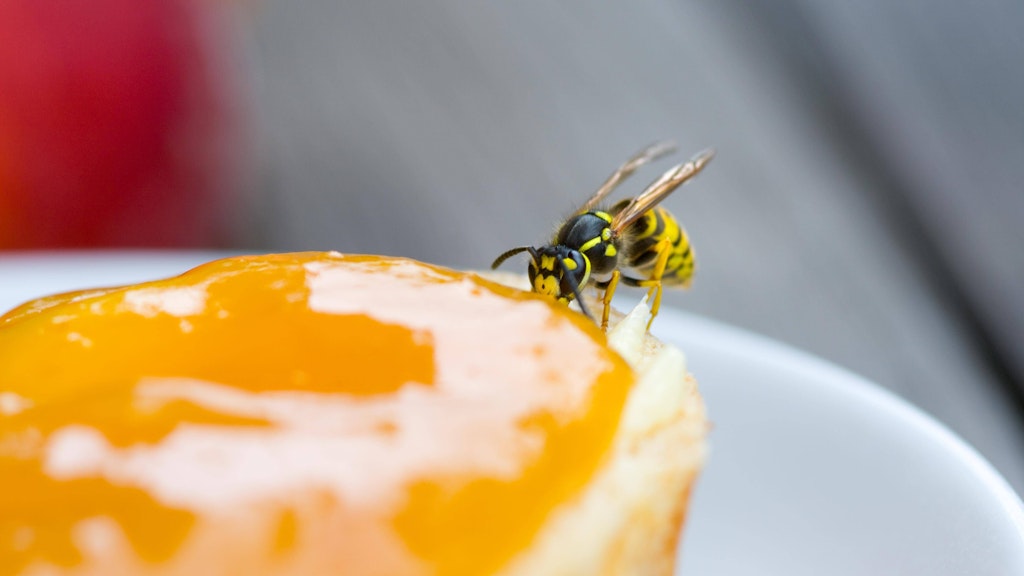 Nerven schon beim Frühstück: So gehen Sie richtig mit Wespen um.