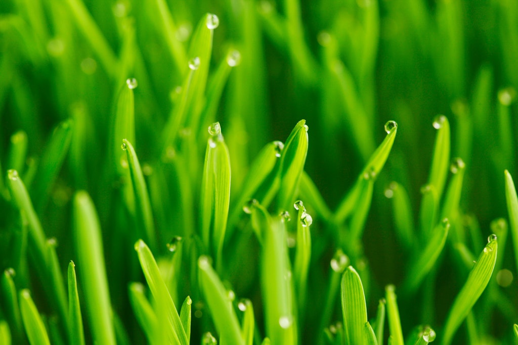 Das Gras ist noch nass vom Regen. Kann man den Rasen trotzdem mähen? Was muss man bei feuchtem Rasen beachten?